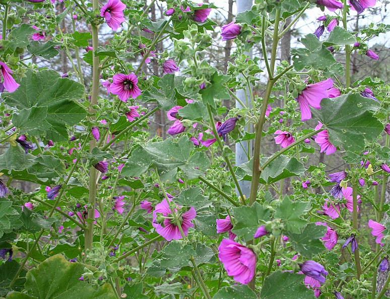 Malva arborea / Malvone maggiore